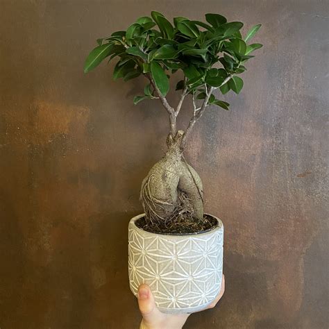 ficus microcarpa ginseng 中文